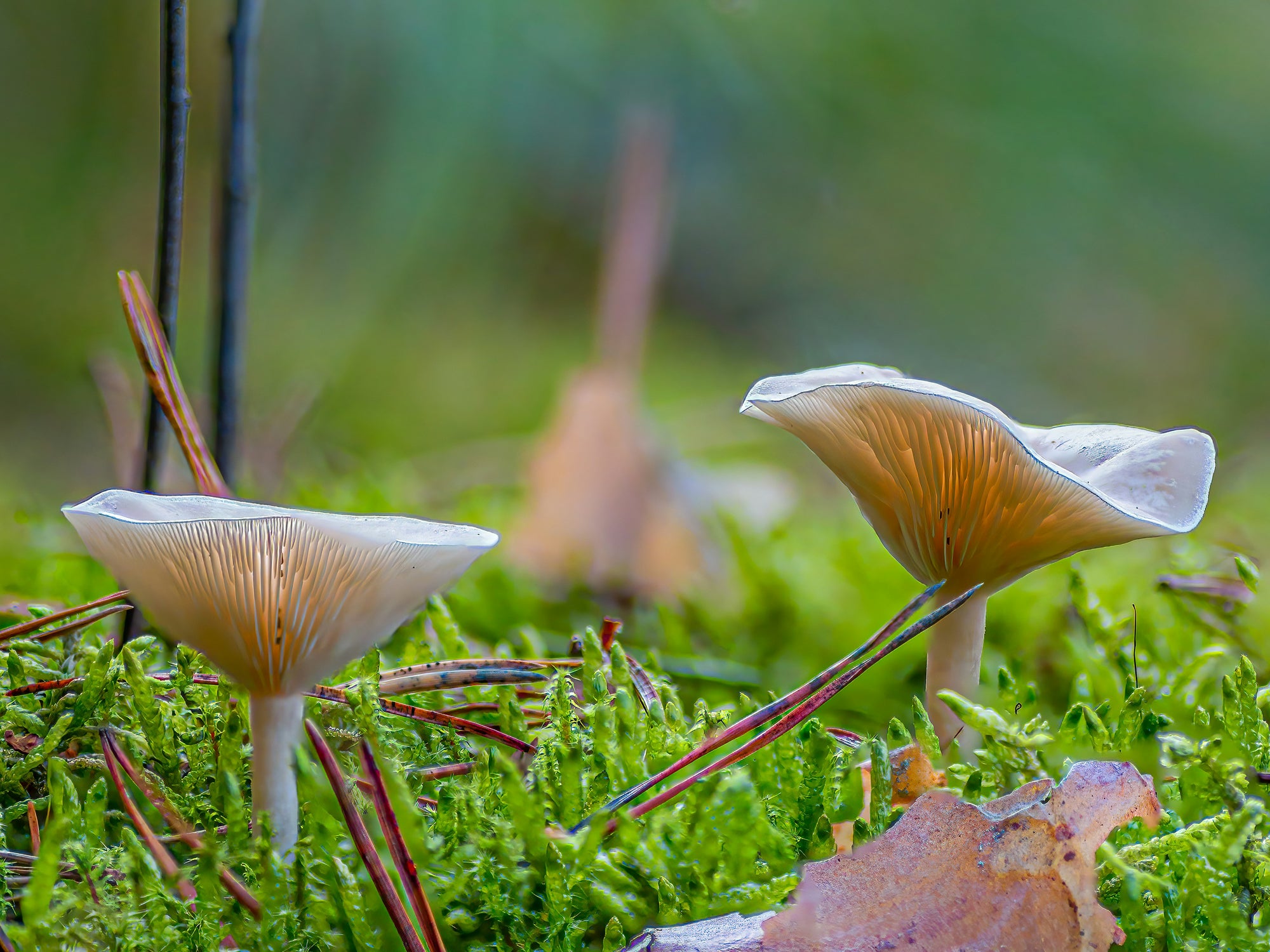 Anti aging mushrooms used in skin care powder