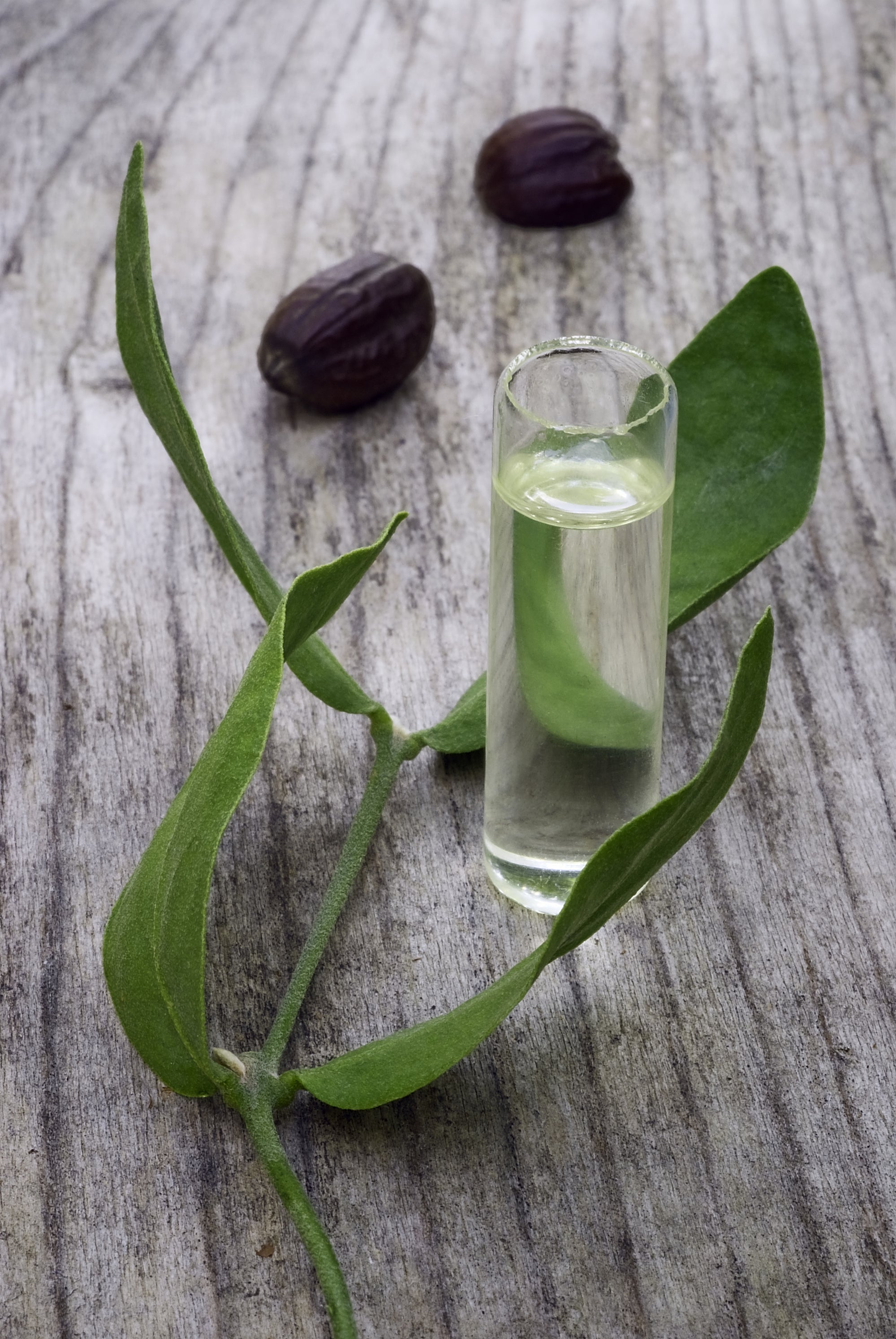 Ingredient Spotlight: 12 Benefits of Jojoba Oil for Your Skin, Hair and Beard