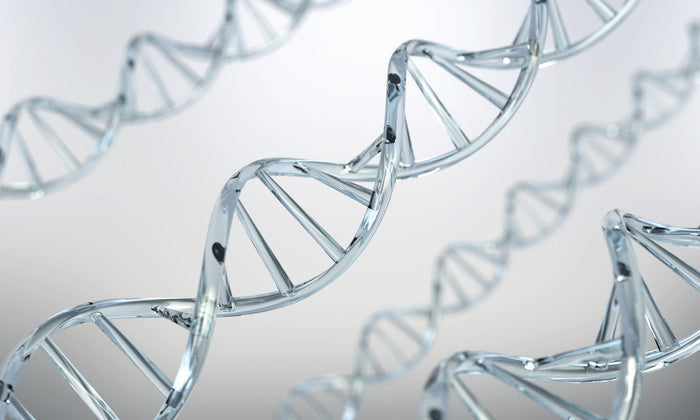 Structure of collagen