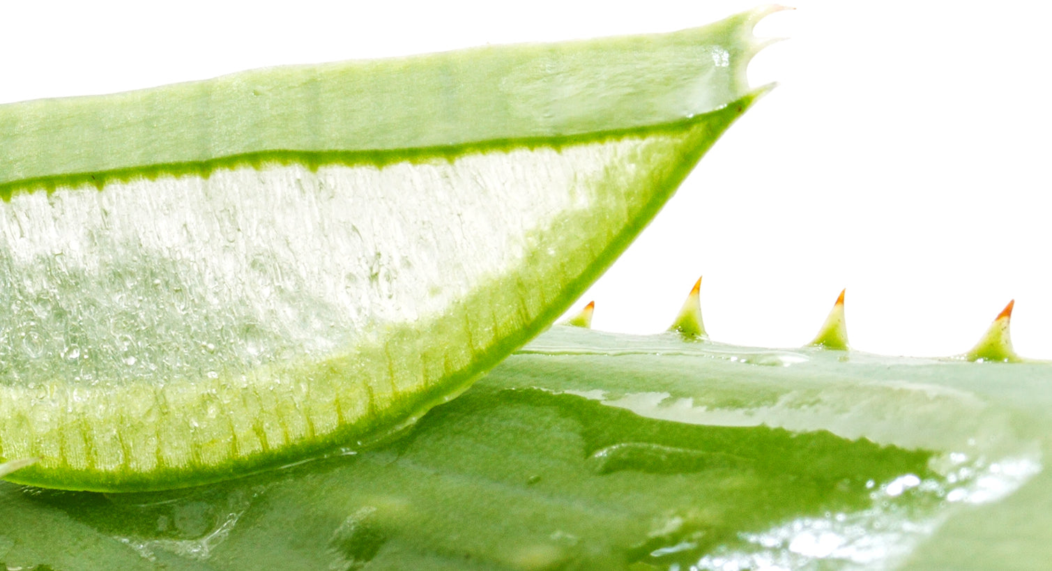 close up of aloe vera plant with gel, an ingredient in skin care products