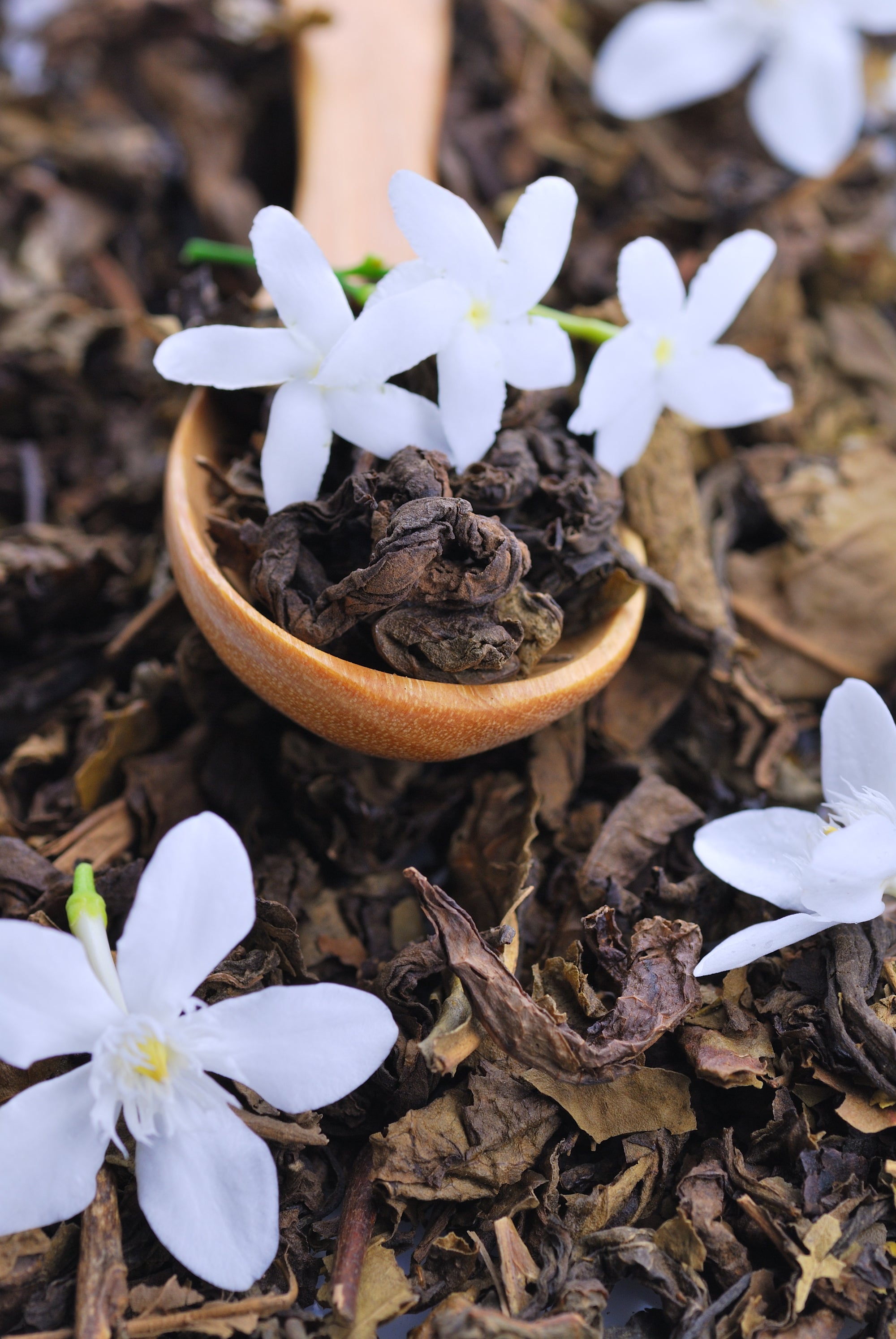 black tea extract an ingredient in skincare